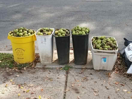 Photo of free JuglansRegia 'tree'fruit(& walnut) (Yeadon) #1