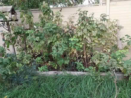 Photo of free Raspberry bushes (AL7 Welwyn Garden City) #1