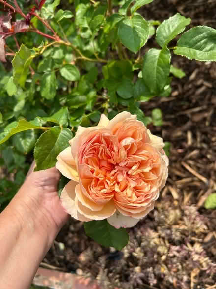 Photo of Gardening items (Upper Tysoe CV35) #1