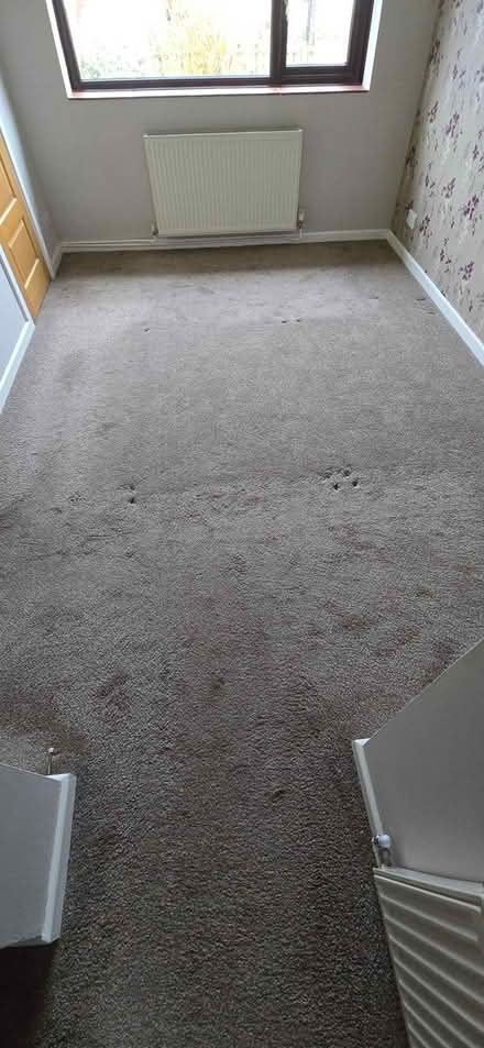 Photo of free Beige bedroom carpet (BH24 Ringwood) #1