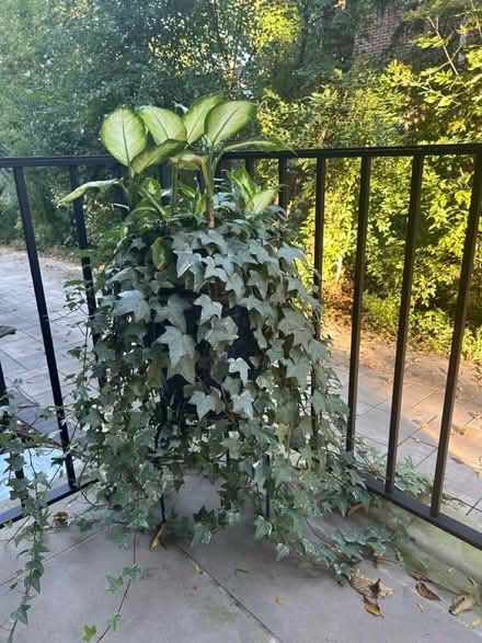 Photo of free plants (NW Evanston) #1