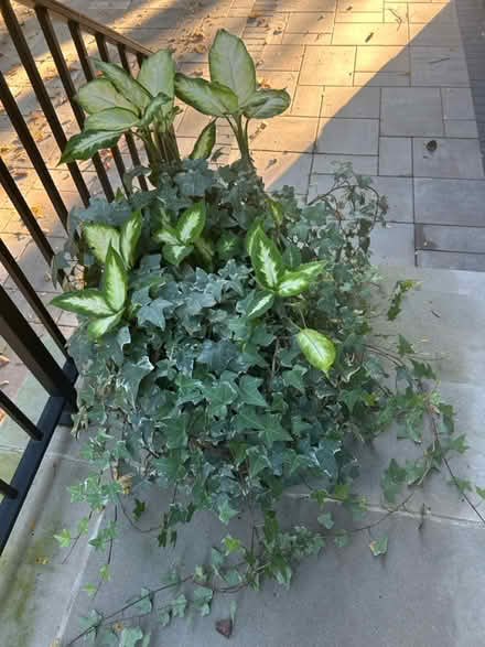 Photo of free plants (NW Evanston) #3