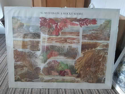 Photo of free 2 clip framed nature posters (Bedminster Down BS13) #1