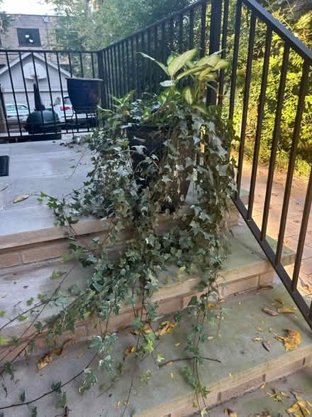Photo of free plants (NW Evanston) #2