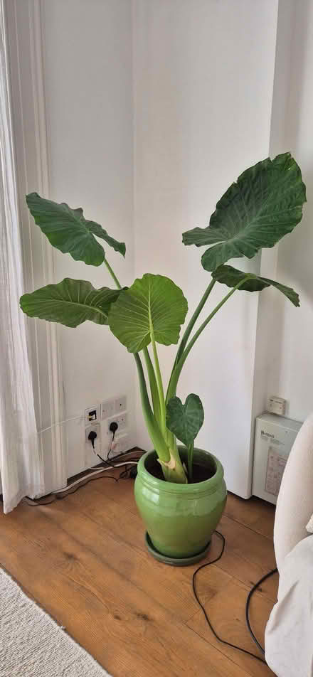 Photo of free Alocasia plant (Earls Court SW10) #1