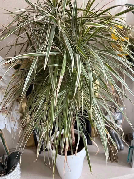 Photo of free Dracaena plant (Orpington) #2