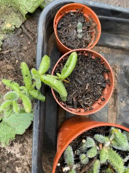 Photo of free House plants (NG9, Beeston) #1