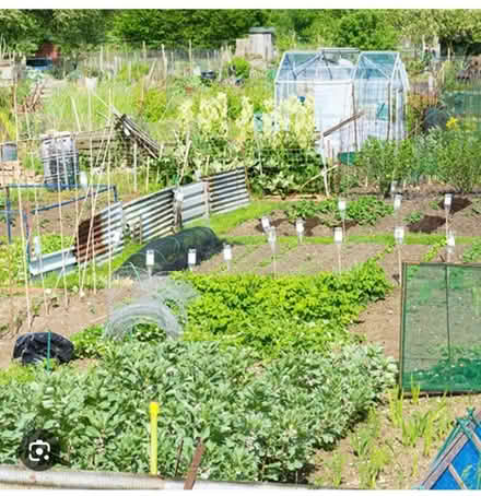 Photo of Allotment stuff (Beulah Hill SE19) #1