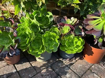 Photo of free Aeoniums (Lapal, Halesowen, B62) #2