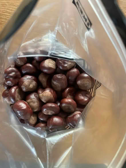Photo of free Bag of conkers (Sherwood NG5) #2