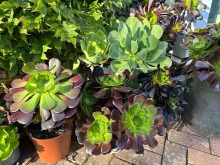 Photo of free Aeoniums (Lapal, Halesowen, B62) #3