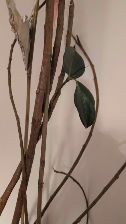 Photo of free Any green thumbs want a giant challenge? (Shuttington B79) #2