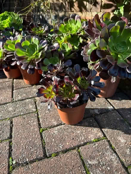 Photo of free Aeoniums (Lapal, Halesowen, B62) #1