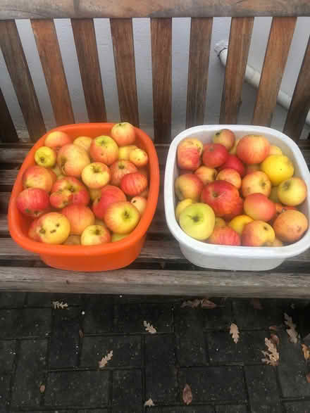 Photo of free Cooking apples (Lydiard Millicent SN5) #1