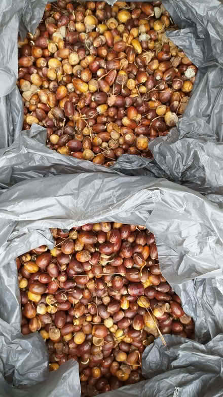 Photo of free Acorns for pigs (Llanfairfechan LL33) #1