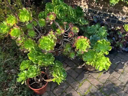 Photo of free Aeoniums (Lapal, Halesowen, B62) #4