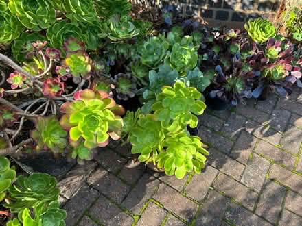 Photo of free Aeoniums (Lapal, Halesowen, B62) #4