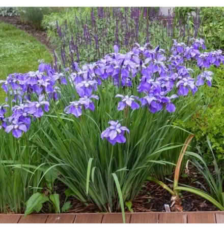 Photo of free Siberian Iris (Odenton) #1
