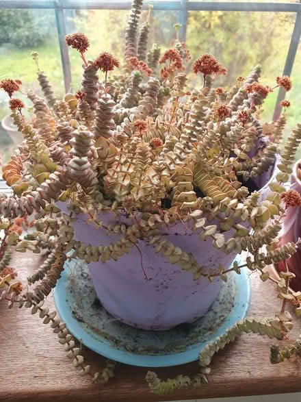 Photo of free Unusual succulent (Burnham SL1) #1
