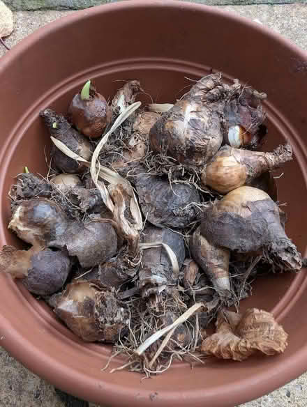 Photo of free Pot of mixed bulbs to plant (Kidlington OX5) #1