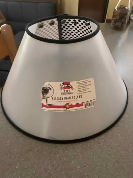 Photo of free Dog's Collar (East side of Columbia) #1