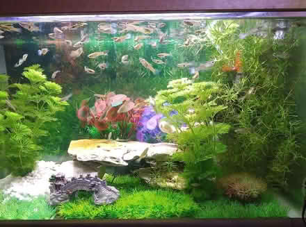 Photo of free Aquarium live plants - Ambulia (NR7) #1
