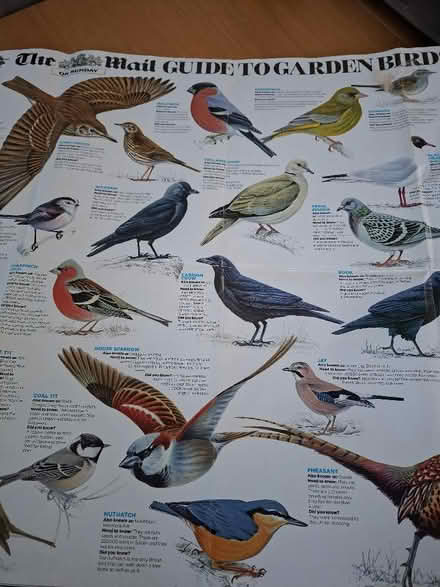Photo of free 2 double sided bird posters (Panshanger AL7) #1