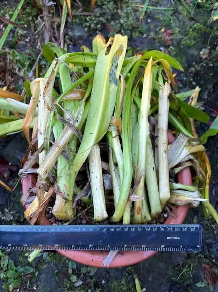 Photo of free Peruvian Daffodil (Spider Lily) bulb(s) (The Folders Lane Estate RH15) #2