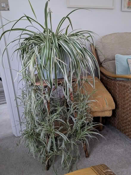 Photo of free Large spider plant (S12 Gleadless Townend) #4