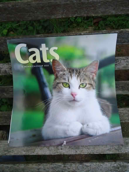 Photo of free Used calendar, CATS photos, for crafts (Willingdon BN20) #1