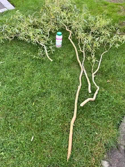 Photo of free Willow - branches/offcuts (Ifton Heath SY11) #2