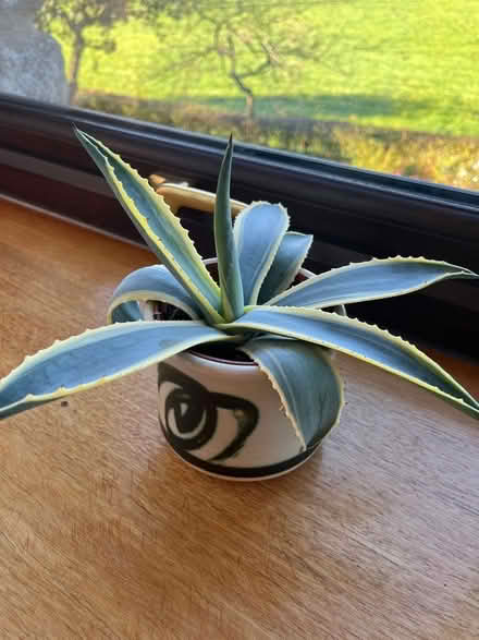 Photo of free House plants (Crooklands LA7) #4