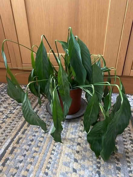 Photo of free Peace Lily plant (Waterlooville PO7) #1