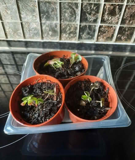 Photo of free 3 Alpine Strawberry plants (Morden SM4) #3