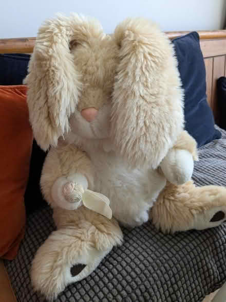 Photo of free Cuddly rabbit (Hove Green BN3) #2