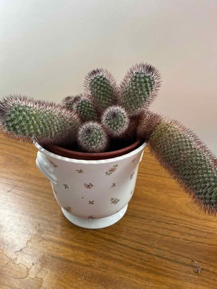 Photo of free House plants (Crooklands LA7) #3