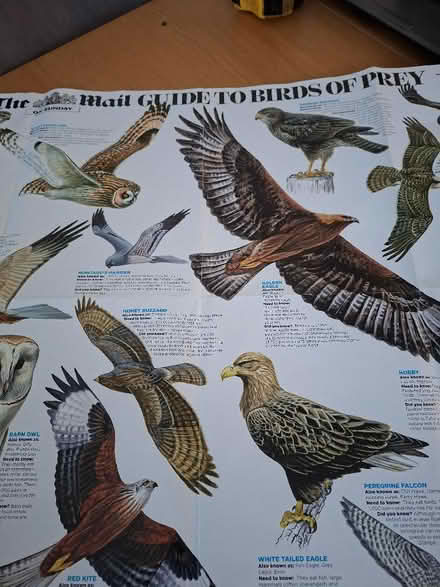 Photo of free 2 double sided bird posters (Panshanger AL7) #2