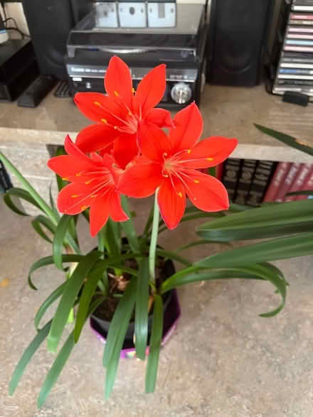 Photo of free Flowering house plant (Crooklands LA7) #2