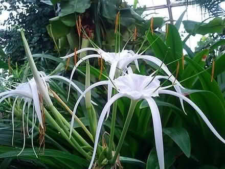 Photo of free Peruvian Daffodil (Spider Lily) bulb(s) (The Folders Lane Estate RH15) #1