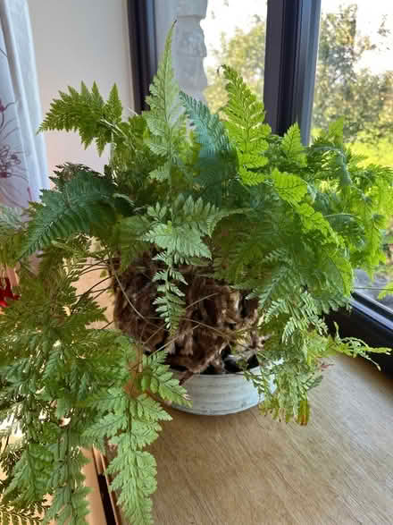 Photo of free House plants (Crooklands LA7) #2