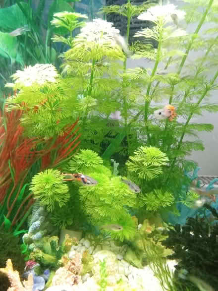 Photo of free Aquarium live plants - Ambulia (NR7) #2