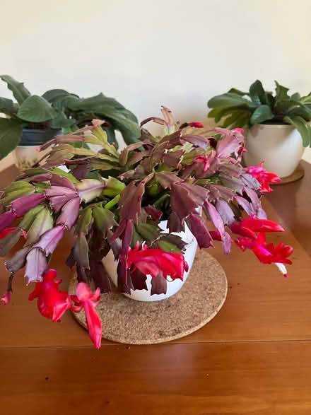 Photo of free Christmas cacti (Crooklands LA7) #2