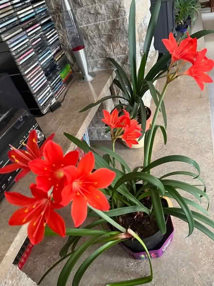 Photo of free Flowering house plant (Crooklands LA7) #1