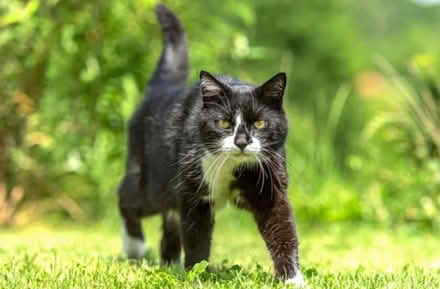 Photo of Your unwanted Items for cats (Exwick EX4) #1