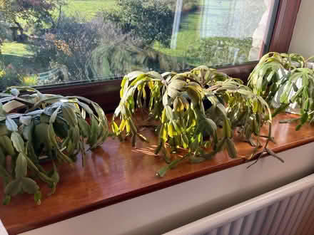 Photo of free Christmas cacti (Crooklands LA7) #1