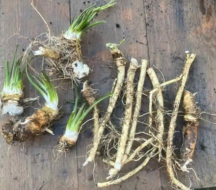 Photo of free Horseradish (Whitehough SK23) #1