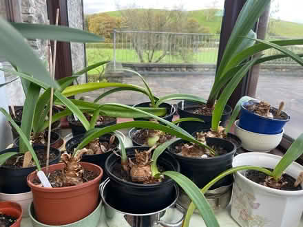 Photo of free Amaryllis plants. (Crooklands LA7) #1