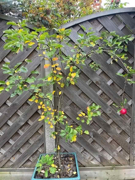Photo of free Apple Tree (Hemel Hempstead, HP1) #1