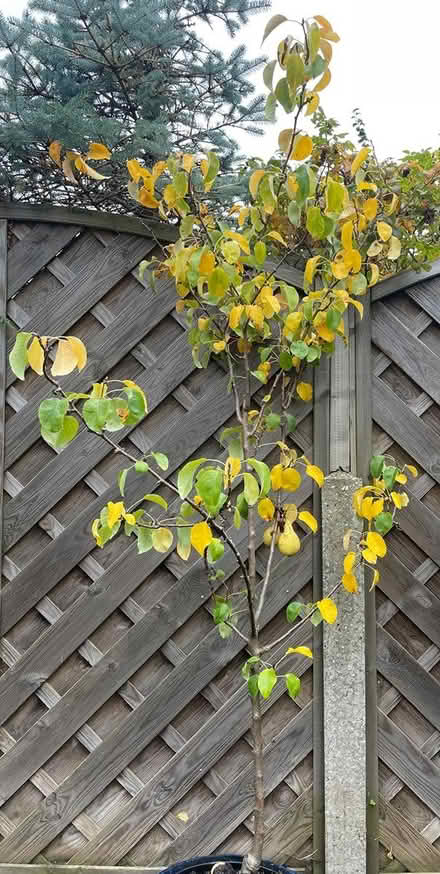 Photo of free Pear Tree (Hemel Hempstead, HP1) #1