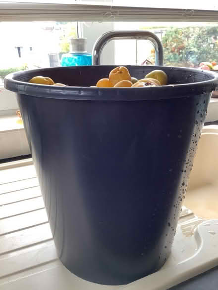 Photo of free Bucket of fallen quince (Southdown BA2) #2